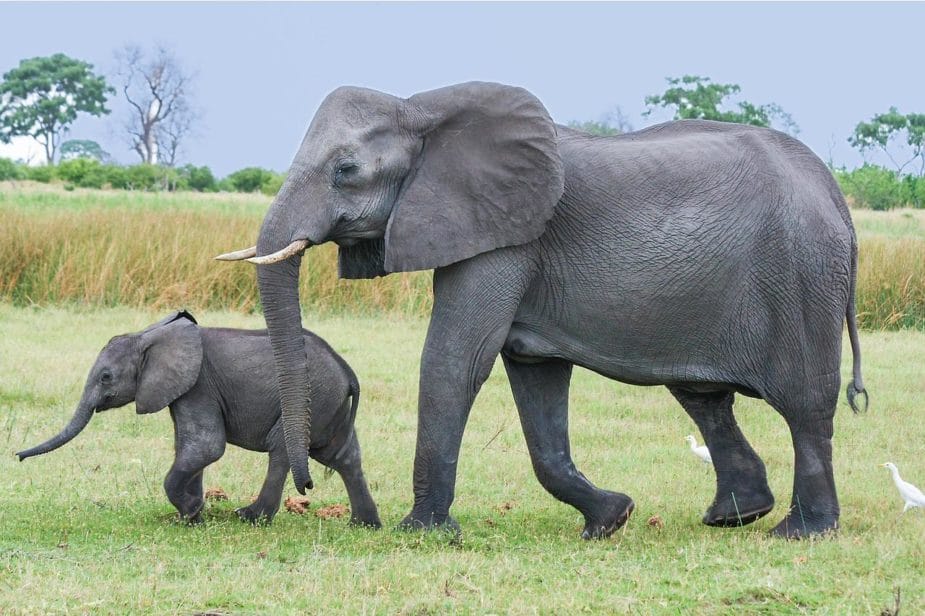 Elephant for good luck
